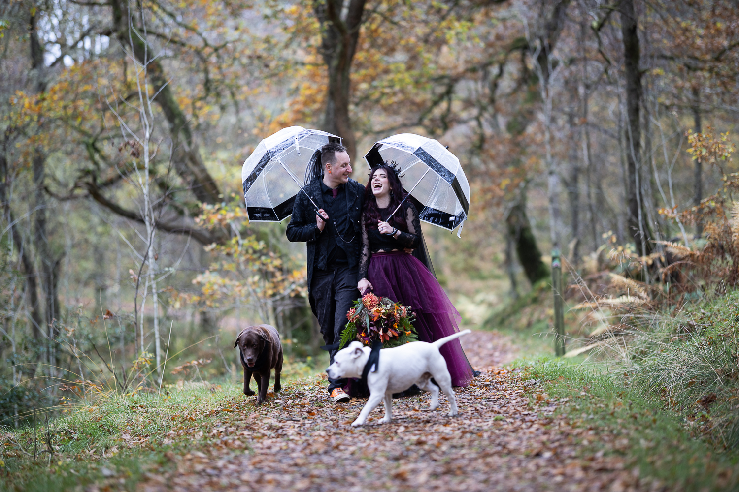 long shot of wedding couple walking with umbrellas and their dogs in the woods at venachar